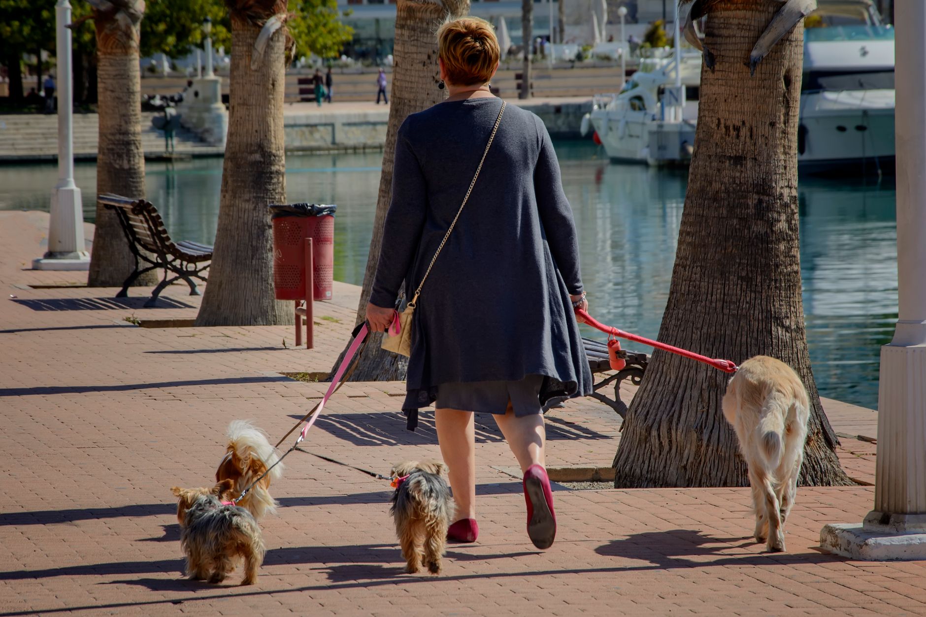 Woman walking four dogs on leashes along a sunny marina promenade.